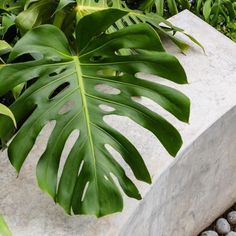 a large green leaf sitting on top of a cement block in front of some plants