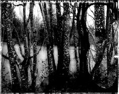 black and white photograph of trees in the woods