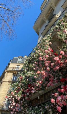 pink flowers are growing on the side of a tall building with balconies and windows