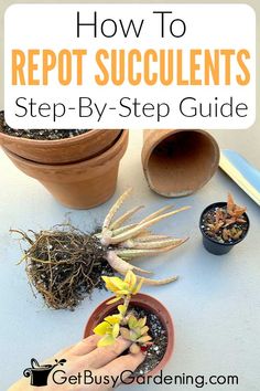 Repot Succulents, Garden Landscaping Design Ideas, Diy Garden Landscaping, Potted Succulents, Walkway Ideas, Plant Propagation