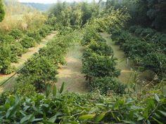 rows of trees in the middle of an area with lots of green leaves on them