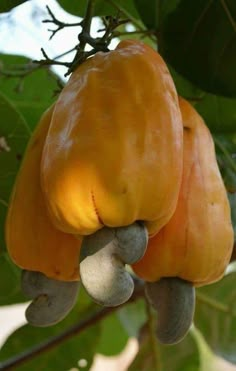 some kind of fruit hanging from a tree