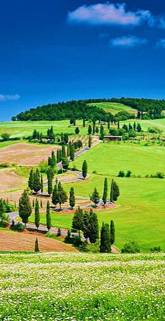 the rolling hills are dotted with trees and flowers