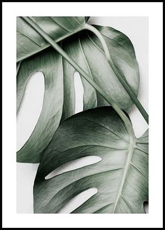 two large green leaves sitting next to each other on a white surface with a black frame