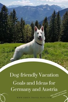 a white dog standing on top of a lush green field with mountains in the background