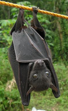 a bat hanging upside down on a rope