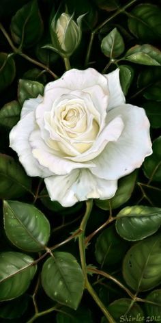 a white rose surrounded by green leaves