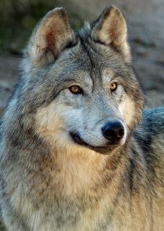 a close up of a wolf looking at the camera