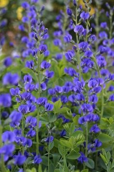 blue flowers are blooming in the garden