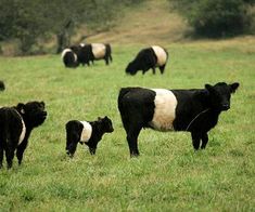 a herd of black and white cows standing on top of a lush green field