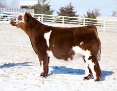 a brown and white cow standing in the snow