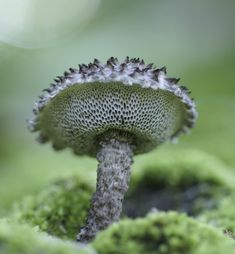 a close up of a mushroom with moss growing on it