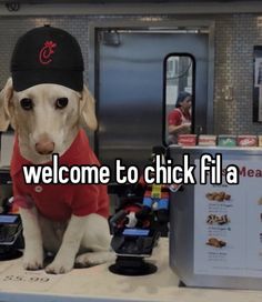 a dog sitting on top of a counter wearing a red shirt and black hat with the words welcome to chick fia