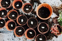 several pots filled with dirt and small plants