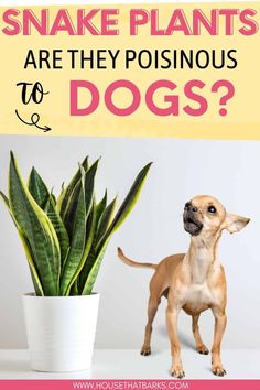 a small dog standing next to a potted plant with the words snake plants are they po