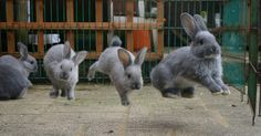 several rabbits are running around in their cage