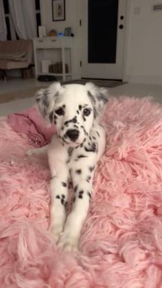 a dalmatian puppy laying on top of a pink fluffy blanket in a living room