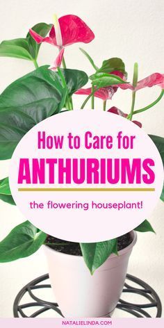 a potted plant with the words how to care for anthrum's