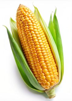 an ear of corn on a white background