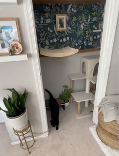 a black cat standing in the corner of a room next to a shelf and potted plant