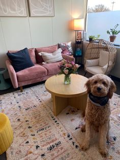 a dog sitting in front of a coffee table