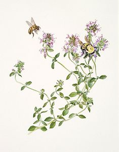 a drawing of some flowers and a bee