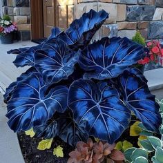 large blue leaves are growing in a flower pot on the sidewalk next to a brick building