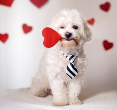 a small white dog wearing a tie and holding a heart shaped object in its mouth