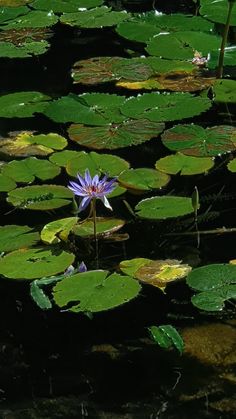 a purple flower is in the middle of lily pads