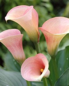 three pink flowers with green leaves in the background