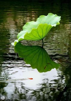 a large leaf floating on top of a body of water