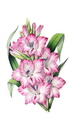 pink and white flowers with green leaves