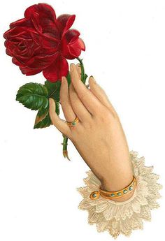 a drawing of a hand holding a red rose