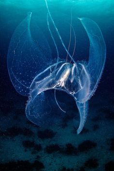 a large jellyfish swimming in the ocean