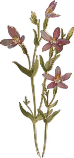 an image of some flowers that are on a white background and one is pink with yellow stamens