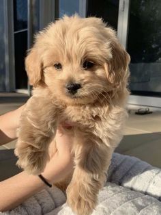 a small brown dog standing on top of a person's arm in front of a window