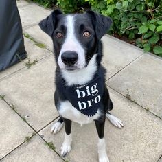 Baby Announcement, Pregnancy Announcement, Soon to Be Big Brother Big Sister Dog Bandana, Dog Bandana Black, Over the Collar - Etsy UK