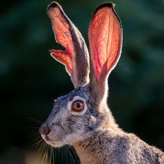 a close up of a rabbit with orange ears