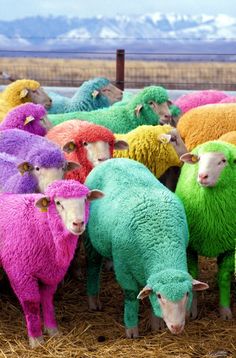 a herd of sheep standing next to each other on top of dry grass covered ground