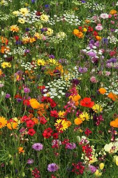 a field full of different colored flowers