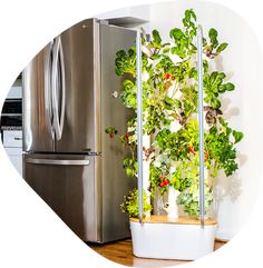 a kitchen with a refrigerator and an indoor planter