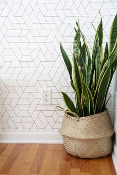 a potted plant sitting on top of a hard wood floor next to a wall