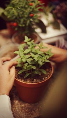 a person is trimming a plant in a pot on a table with other plants