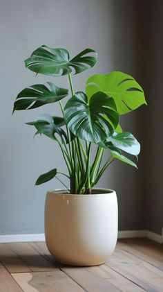 Lush monstera plant in stylish beige pot, indoor plant decor, green split-patterned leaves, tranquil home ambiance Indoor Plants Monstera, Plant In House Decor, House Plants Monstera, House Plant Flowers, Jade Tree Plant, House Plants Photography, Common House Plants Pictures, Monstera In Bedroom, Potted Plants Indoor Living Rooms