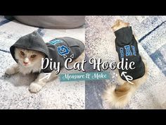 a cat wearing a hoodie on top of it's head and sitting down