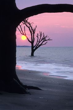 the sun is setting behind a tree on the beach