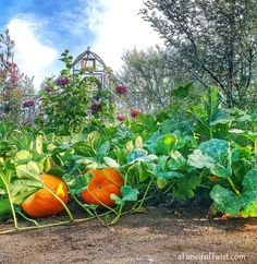 several pumpkins are growing in the garden