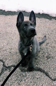 a small black dog sitting on top of a sidewalk