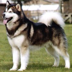 a husky dog standing on top of a lush green field