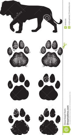 an animal's footprints and paw prints